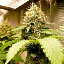 Shiva Skunk feminised (Errors-Seeds)