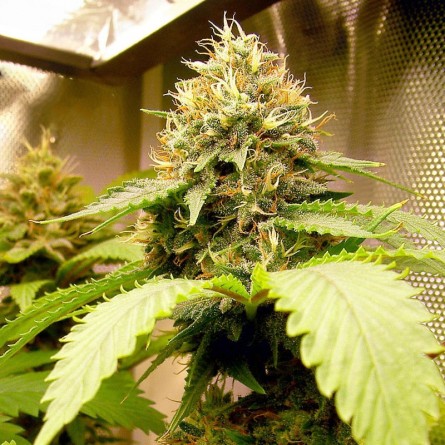 Семечко Shiva Skunk от Errors-Seeds Украина