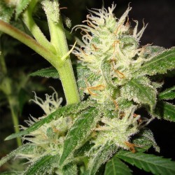 Silver Bubble feminised (Errors-Seeds)