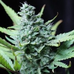 Skunk№1 feminised (Errors-Seeds)