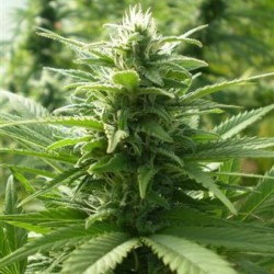Spaceman Skunk feminised (Errors-Seeds)