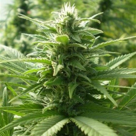 Семечко Spaceman Skunk от Errors-Seeds Украина