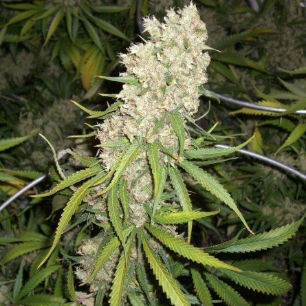Семечко Super Cali Haze от Errors-Seeds Украина