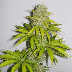 Super Skunk feminised (Errors-Seeds)