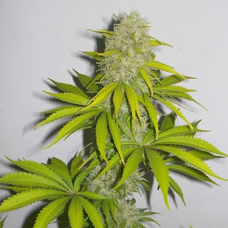 Семечко Super Skunk от Errors-Seeds Украина