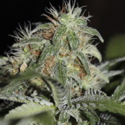 Thinker feminised (Errors-Seeds)