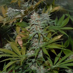 White Diesel Haze feminised (Errors-Seeds)