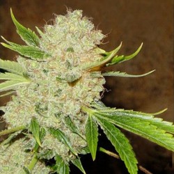White Russian feminised (Errors-Seeds)