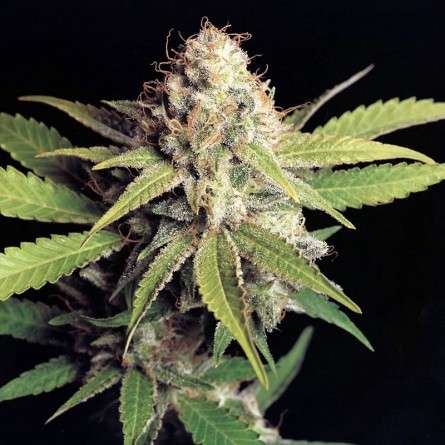 Семечко White Skunk от Errors-Seeds Украина