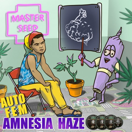 Насіннячко Auto Amnesia Haze від Master-Seed Іспанія