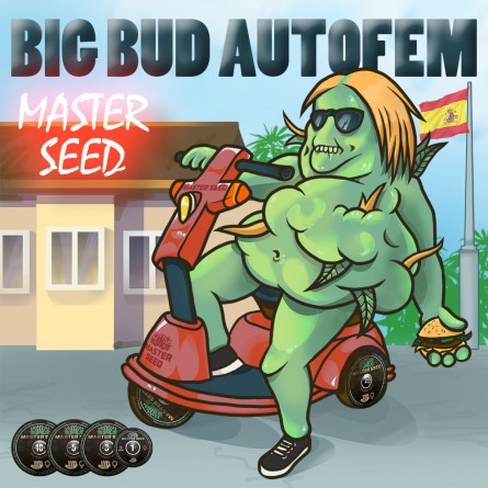 Семечко Auto Big Bud от Master-Seed Испания