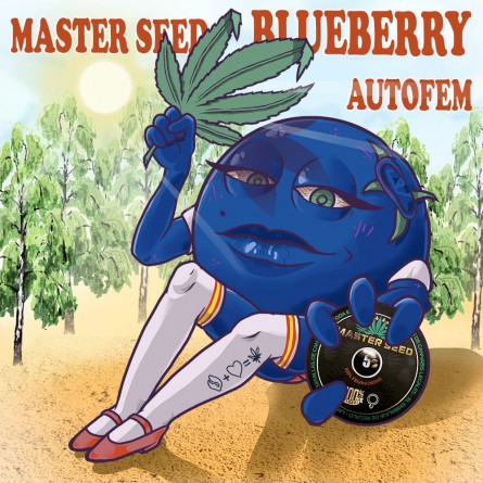 Насіннячко Auto Blueberry від Master-Seed Іспанія