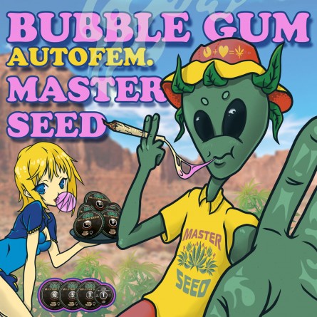 Насіннячко Auto Bubble Gum від Master-Seed Іспанія