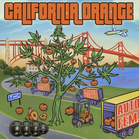 Семечко Auto California Orange от Master-Seed Испания