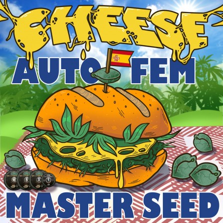 Насіннячко Auto Cheese від Master-Seed Іспанія