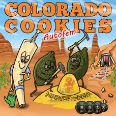 Auto Colorado Cookies feminised (Master-Seed)