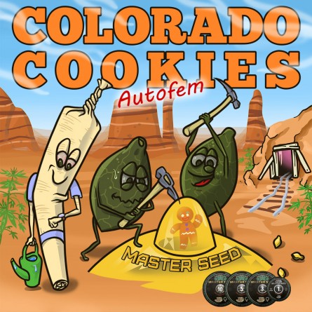Насіннячко Auto Colorado Cookies від Master-Seed Іспанія