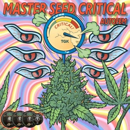 Насіннячко Auto Critical від Master-Seed Іспанія