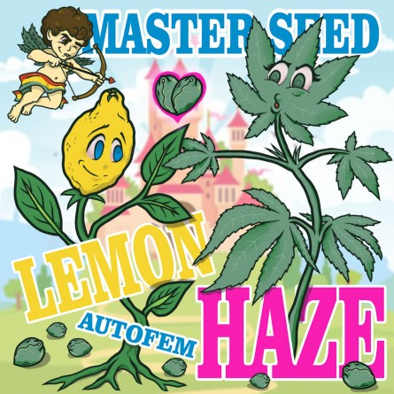 Насіннячко Auto Lemon Haze від Master-Seed Іспанія