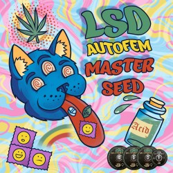 Auto LSD feminised (Master-Seed)