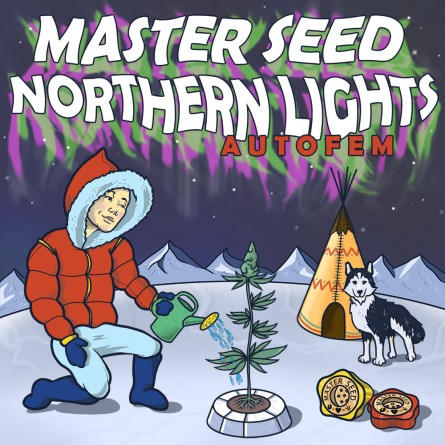 Насіннячко Auto Northern Lights від Master-Seed Іспанія