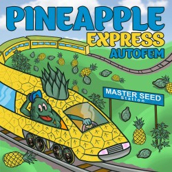 Auto Pineapple Express feminised (Master-Seed)