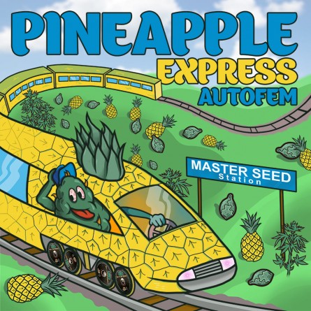 Насіннячко Auto Pineapple Express від Master-Seed Іспанія