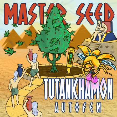 Насіннячко Auto Tutankhamon від Master-Seed Іспанія