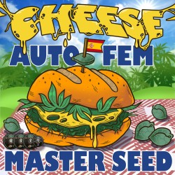 Auto Cheese feminised (Master-Seed)