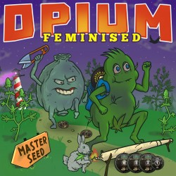 Opium feminised (Master-Seed)