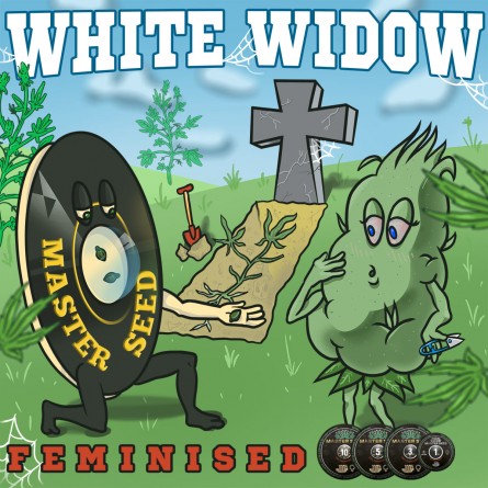 Насіннячко White Widow від Master-Seed Іспанія