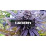 Семечко Blueberry от Master-Seed Испания
