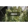 Семечко Amnesia от Master-Seed Испания