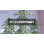 Насіннячко Auto Lemon Haze від Master-Seed Іспанія