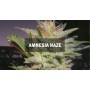 Семечко Amnesia Haze от Master-Seed Испания