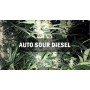 Насіннячко Auto Sour Diesel від Master-Seed Іспанія