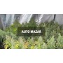 Насіннячко Auto Mazar від Master-Seed Іспанія