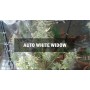 Семечко Auto White Widow от Master-Seed Испания