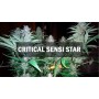 Насіннячко Critical Sensi Star від Master-Seed Іспанія