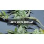 Семечко Auto White Russian от Master-Seed Испания