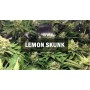 Насіннячко Lemon Skunk від Master-Seed Іспанія
