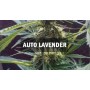 Насіннячко Auto Lavender від Master-Seed Іспанія