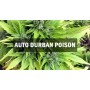 Насіннячко Auto Durban Poison від Master-Seed Іспанія