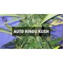 Семечко Auto Hindu Kush от Master-Seed Испания