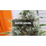Насіннячко Super Skunk від Master-Seed Іспанія